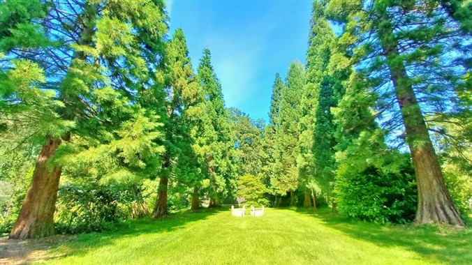 Die Ostsee Mammutbaum-Allee in der Ostsee-Pension An der Lindenallee